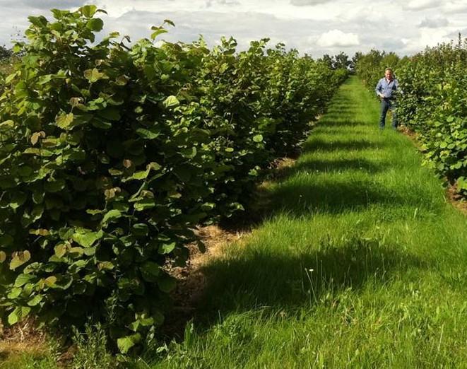 Η ΚΑΛΛΙΕΡΓΕΙΑ ΤΗΣ ΦΟΥΝΤΟΥΚΙΑΣ ΣΤΗΝ ΕΛΛΑΔΑ